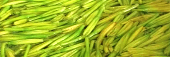 焯煮、油炸設(shè)備